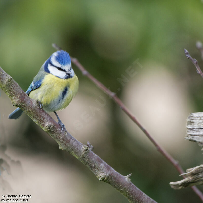 Mésange bleue