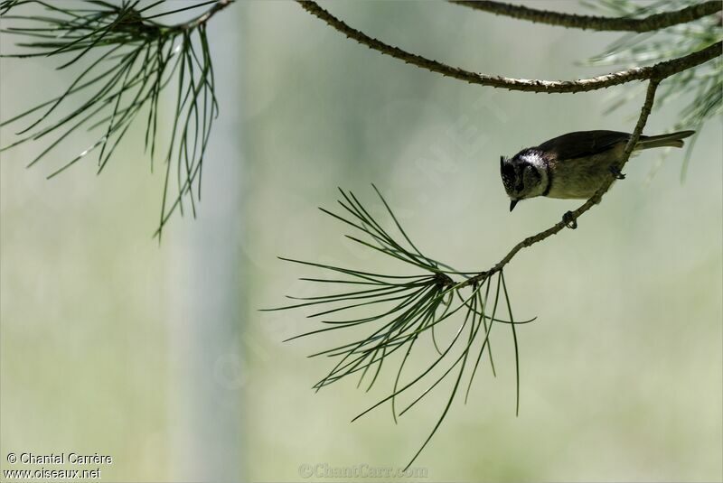 Crested Tit