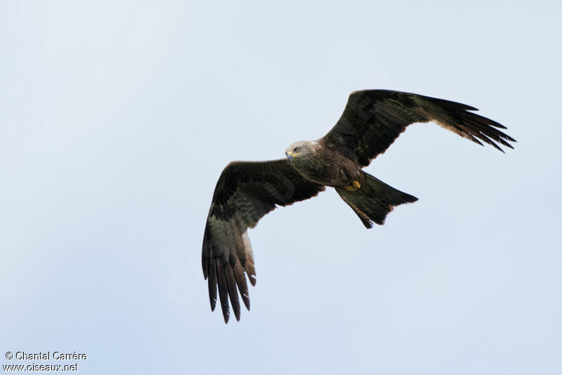 Black Kite