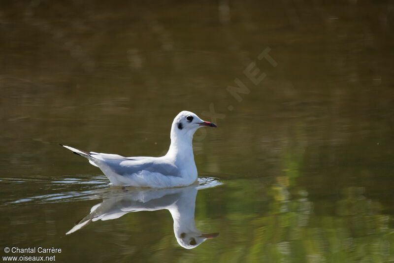 Mouette rieuse