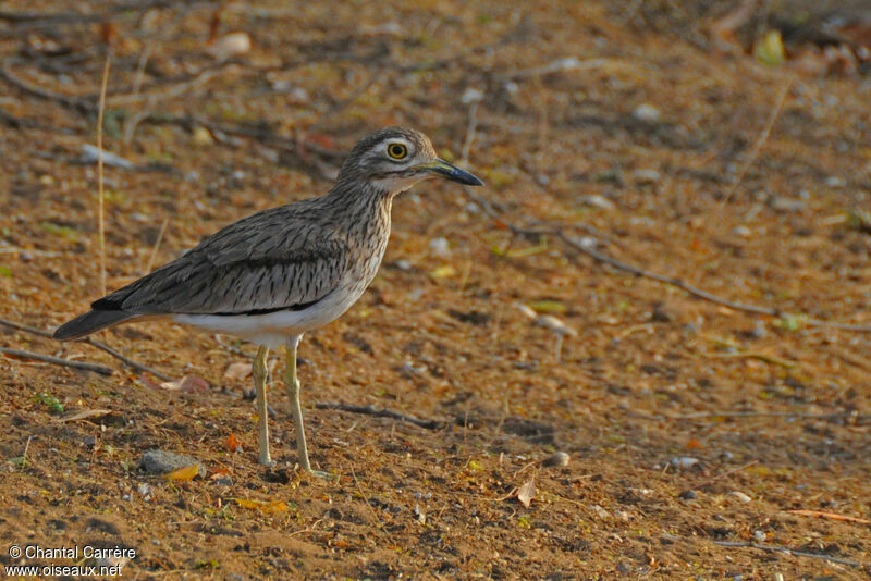 Senegal Thick-knee