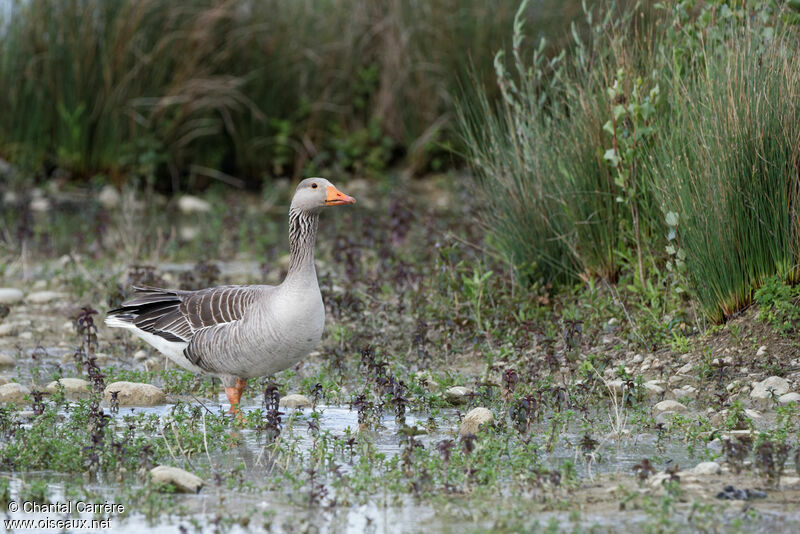 Greylag Goose