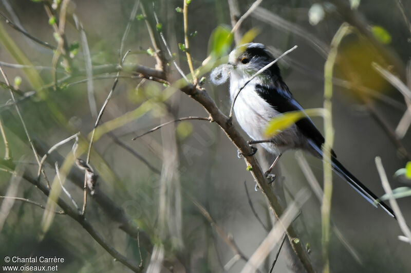 Long-tailed Tit