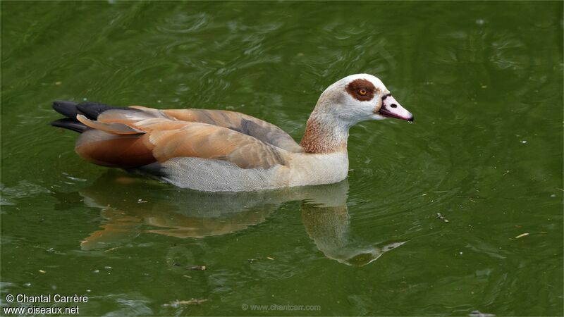 Egyptian Goose