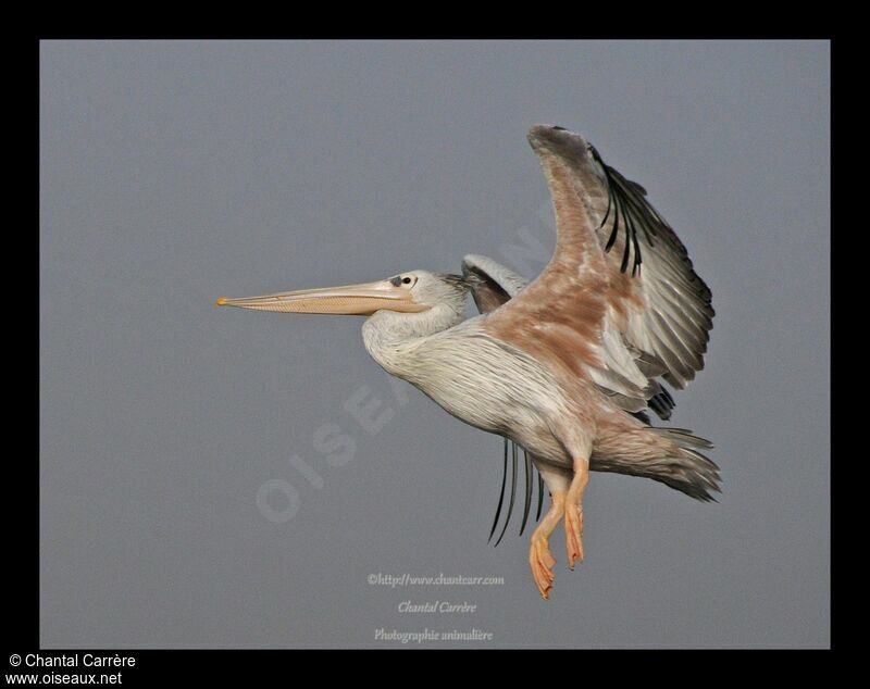 Great White Pelican