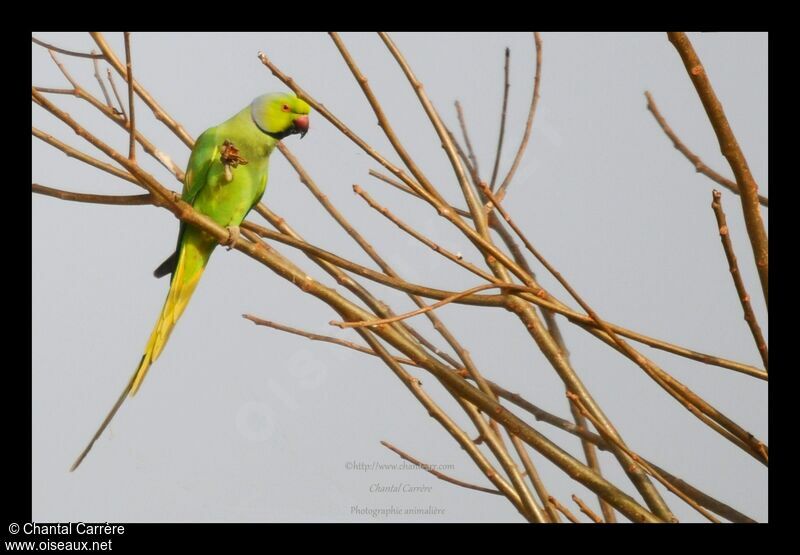 Rose-ringed Parakeet