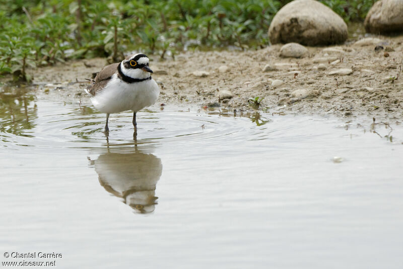 Little Ringed Plover