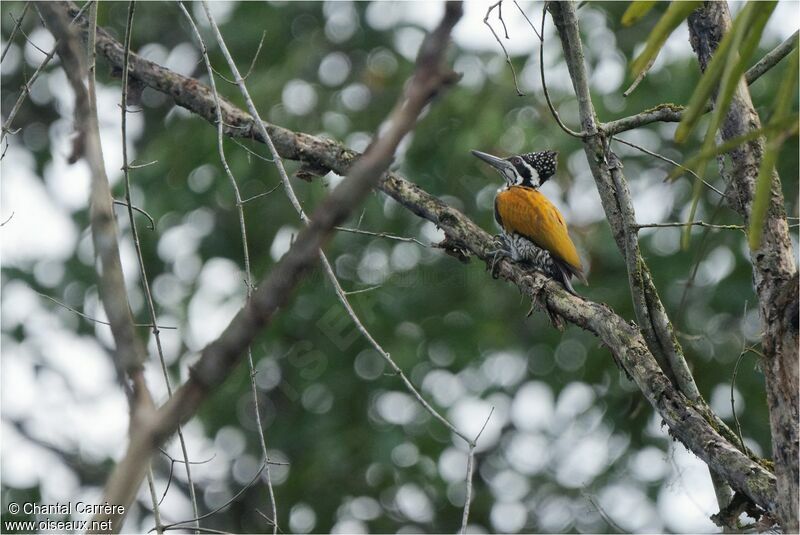 Greater Flameback