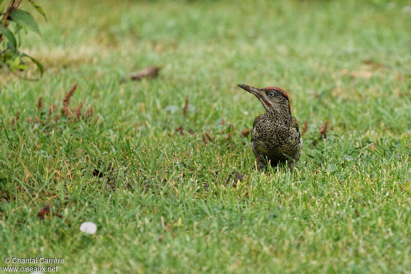 European Green Woodpecker