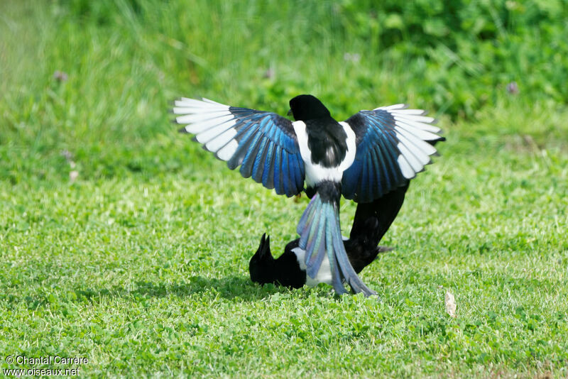 Eurasian Magpie