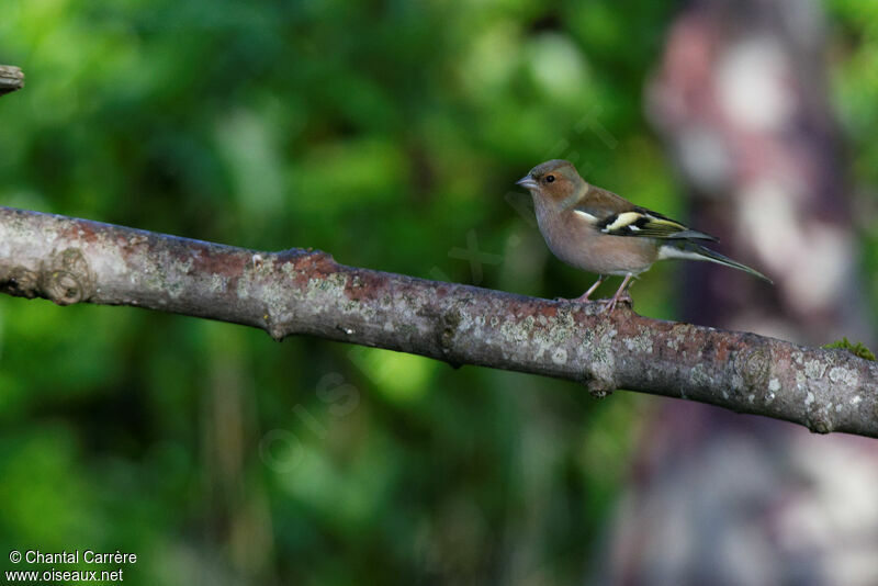 Eurasian Chaffinch