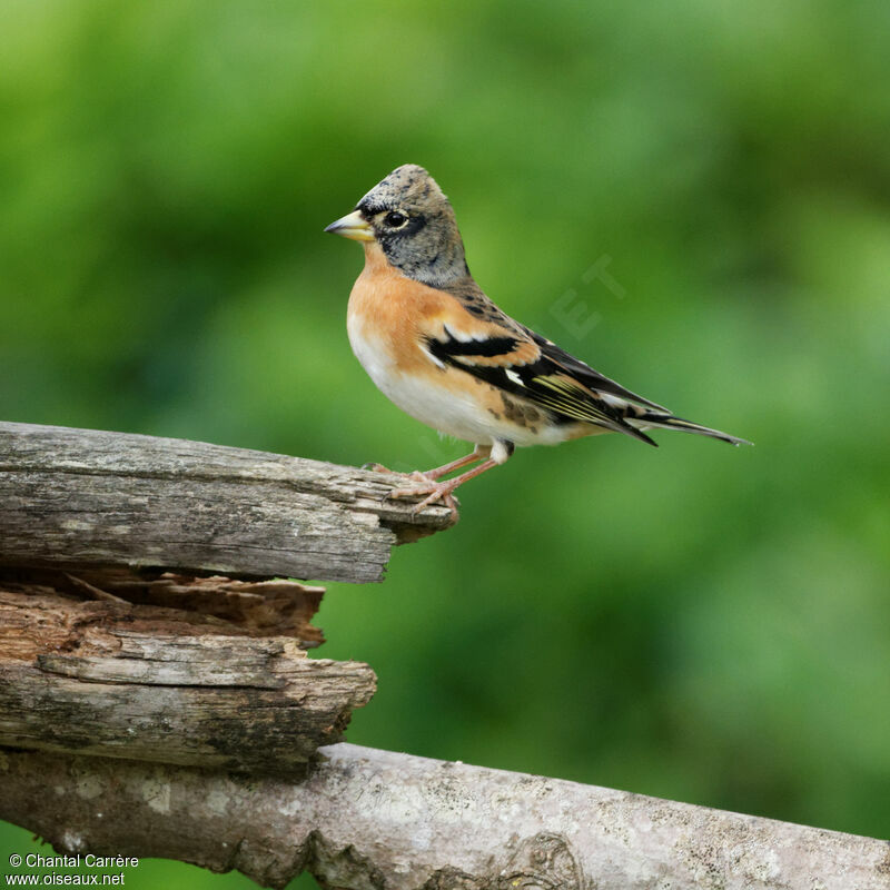 Brambling