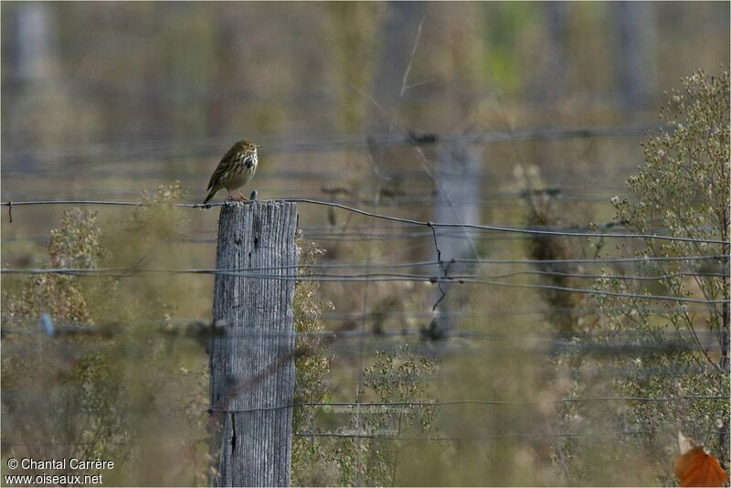 Pipit farlouse