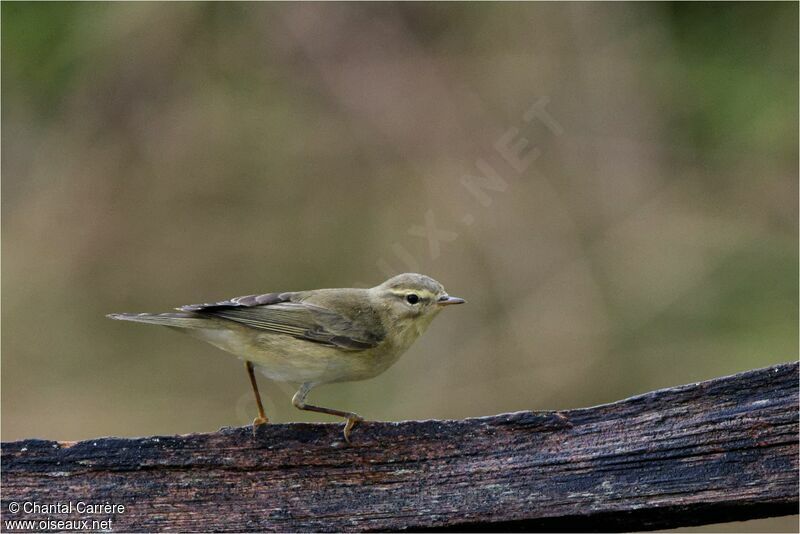 Common Chiffchaff