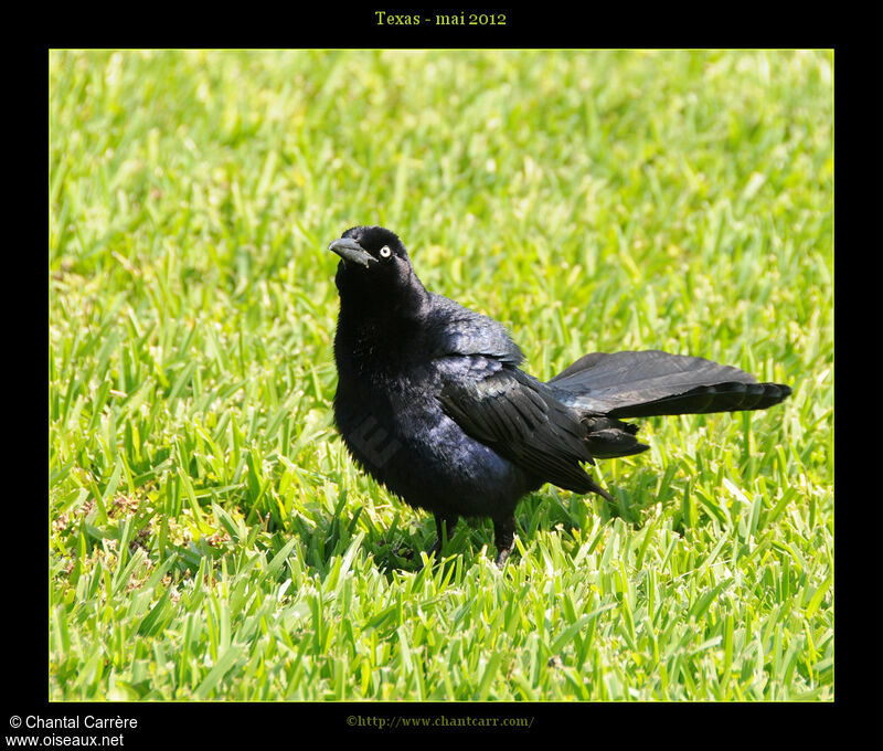 Quiscale à longue queue