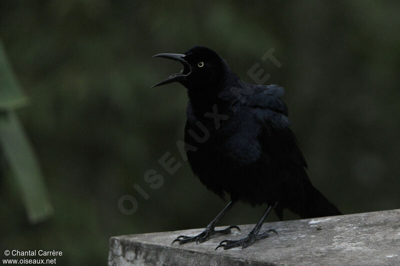 Nicaraguan Grackle