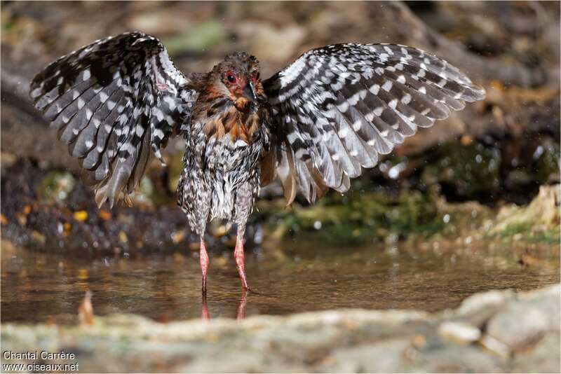 Red-legged Crake