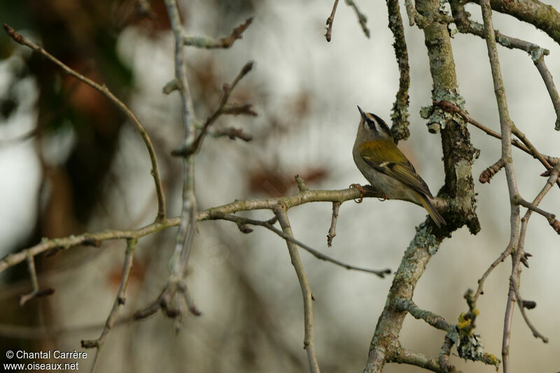 Common Firecrest