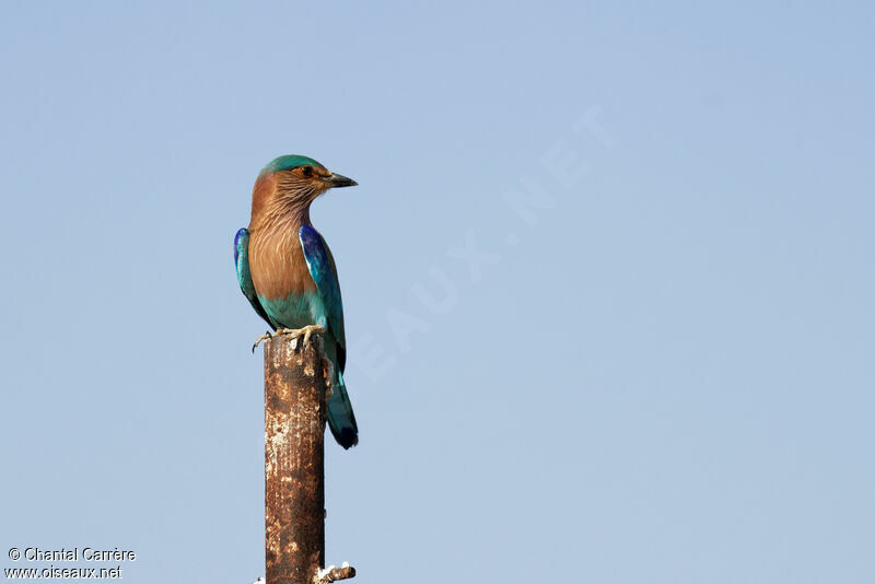 Indian Roller