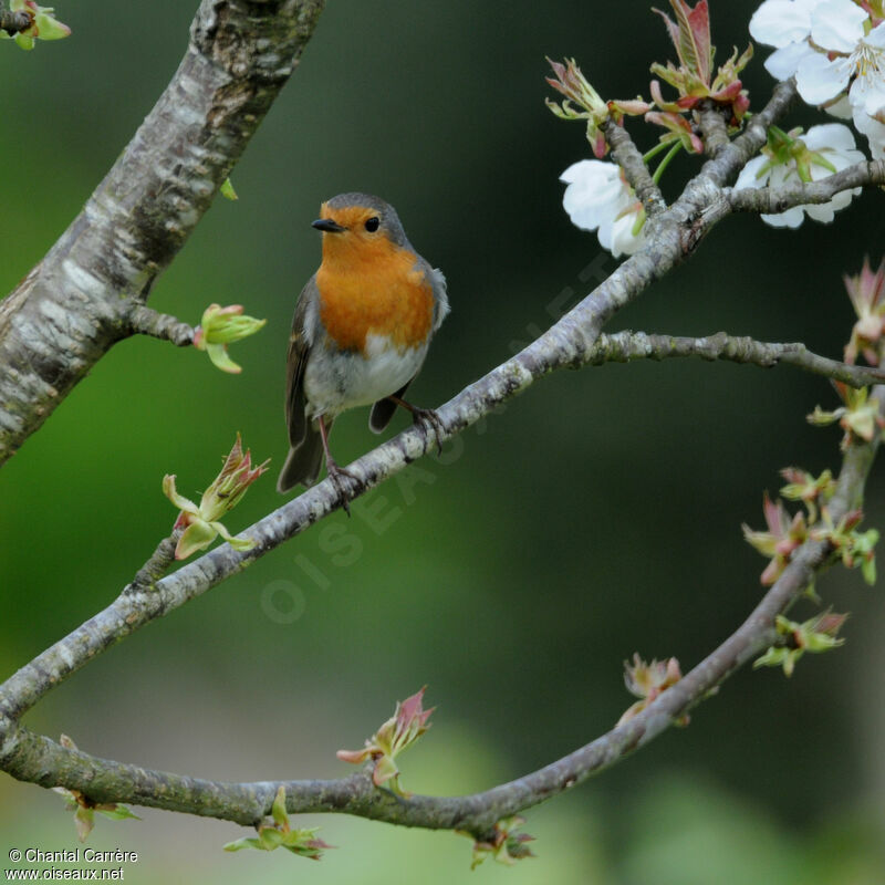 European Robin