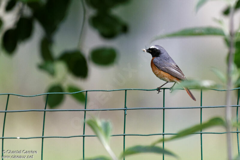 Common Redstart