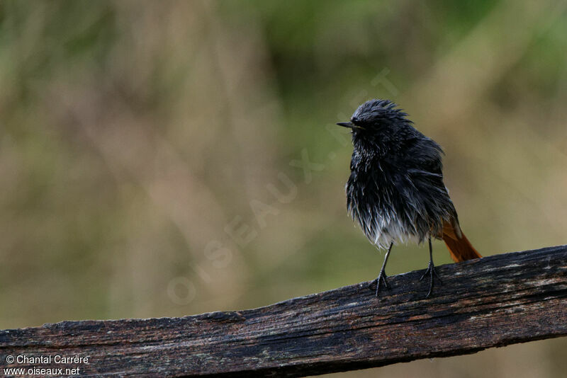 Black Redstart