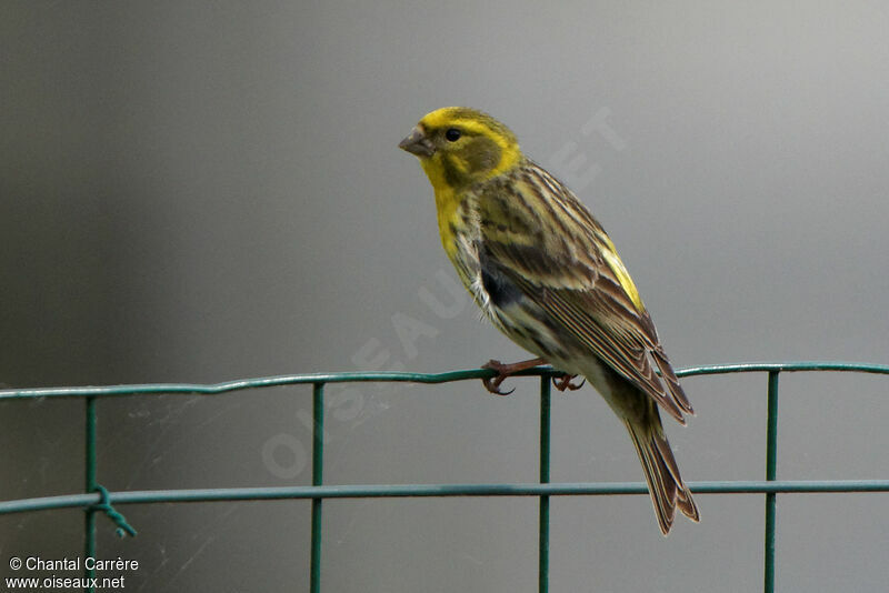 European Serin