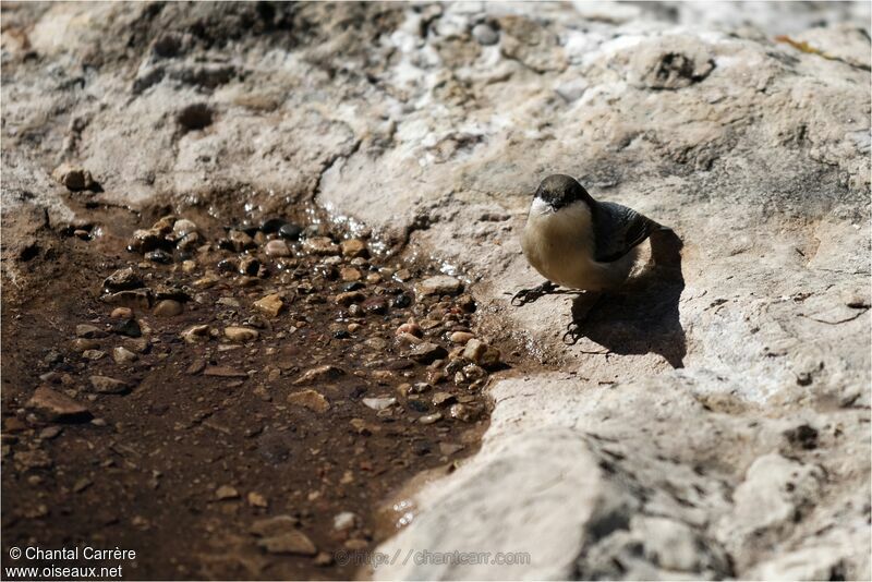 Pygmy Nuthatch