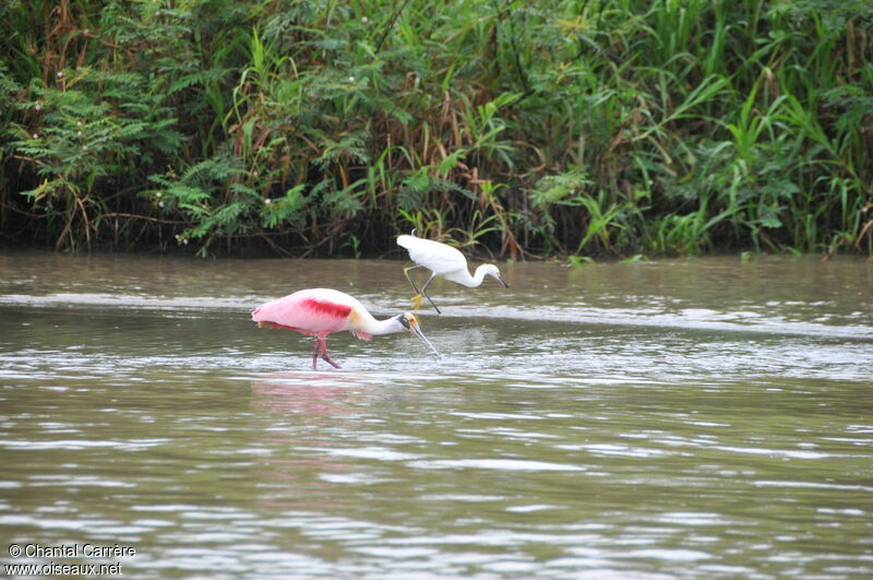 Roseate Spoonbill