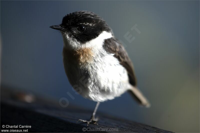 Reunion Stonechat male