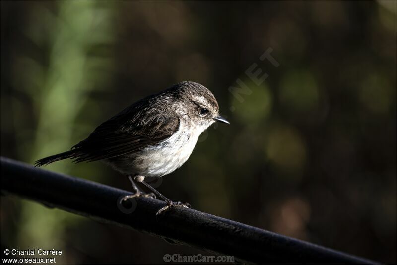 Reunion Stonechat female