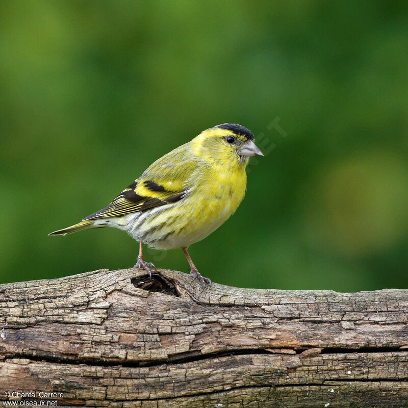 Eurasian Siskin