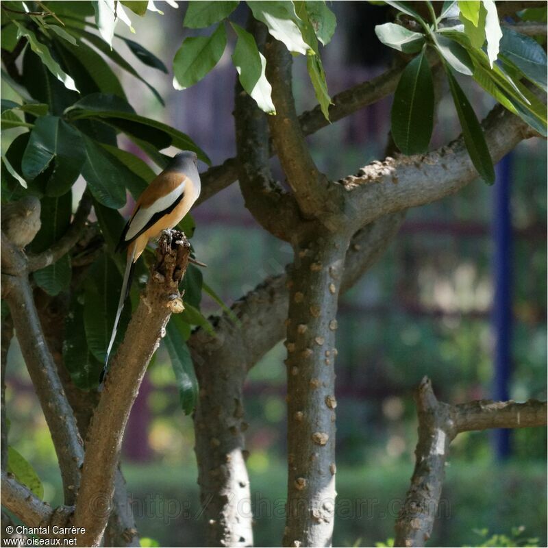 Rufous Treepie