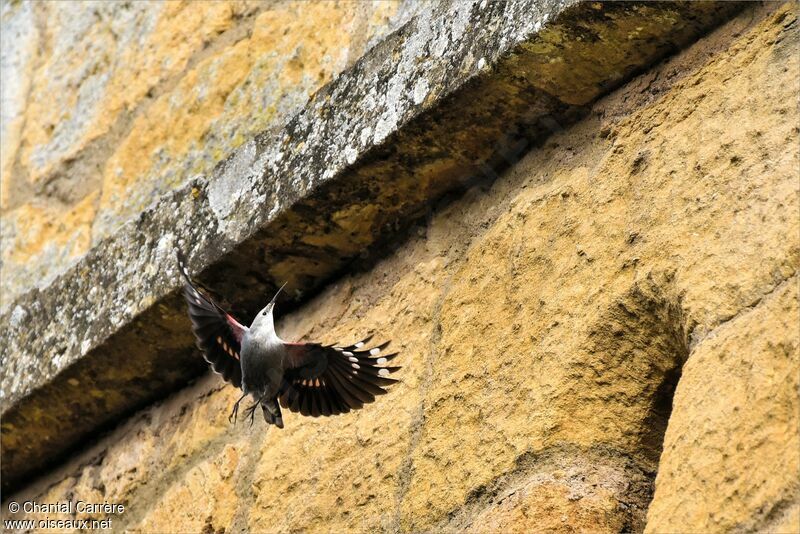 Wallcreeper