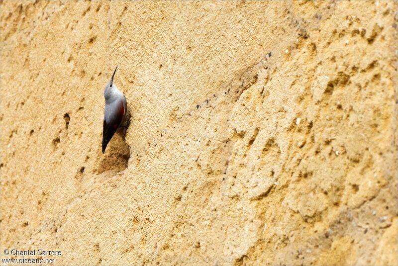 Wallcreeper