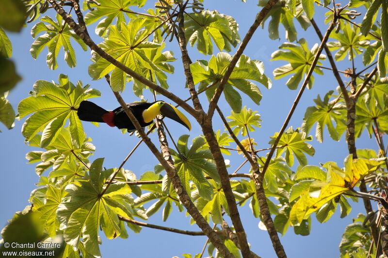 Yellow-throated Toucan