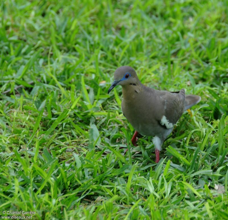 White-winged Dove