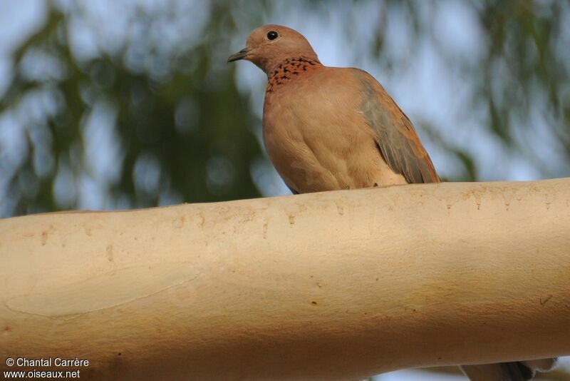 Laughing Dove