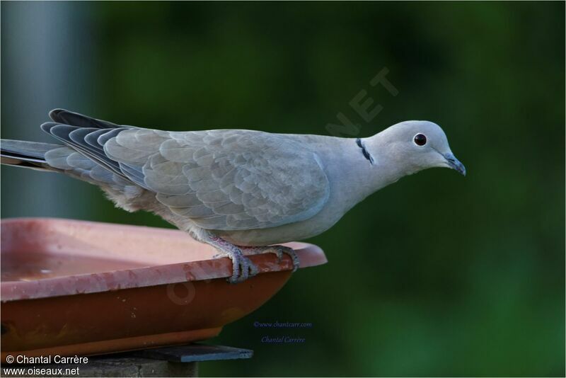 Eurasian Collared Dove