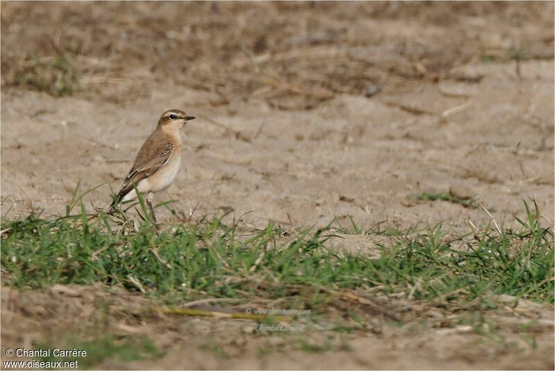 Northern Wheatear