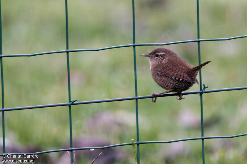 Eurasian Wren