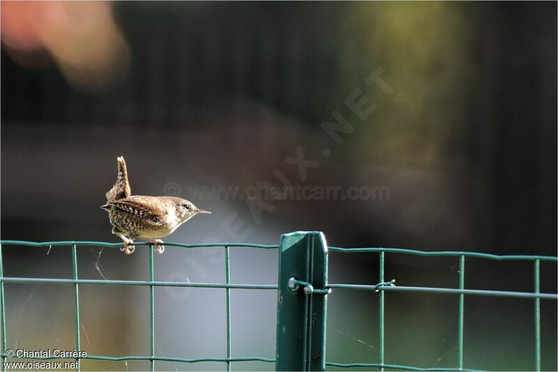 Eurasian Wren