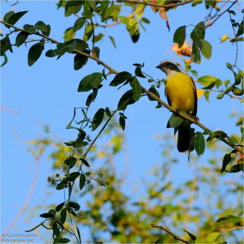 Great Kiskadee