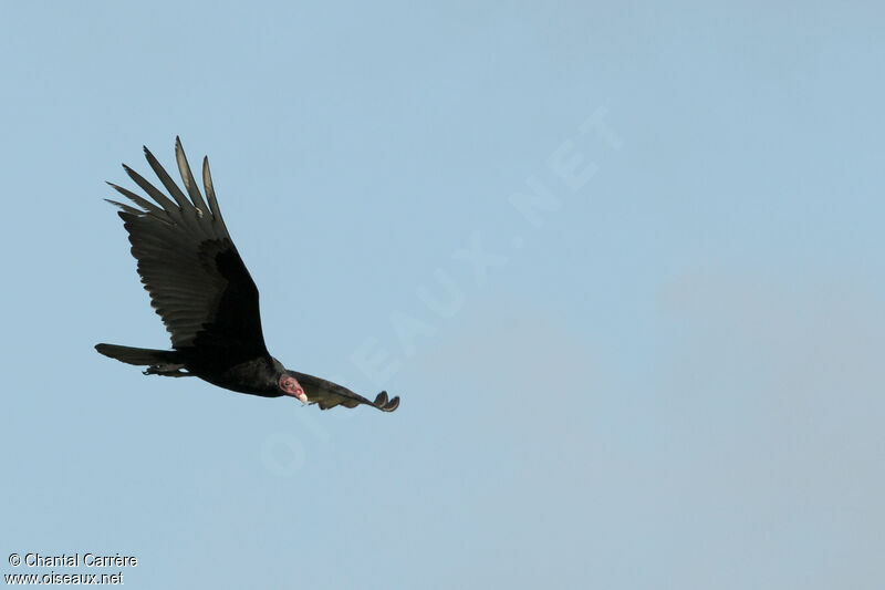 Turkey Vulture