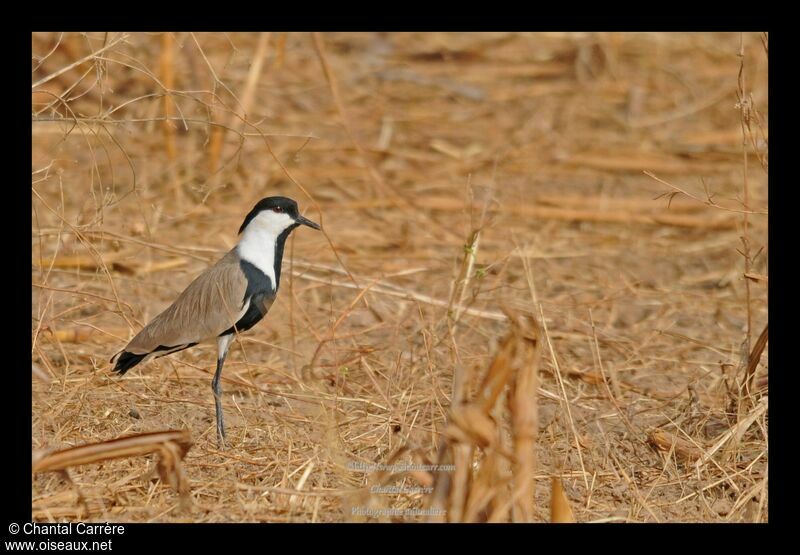 Spur-winged Lapwing