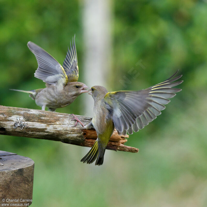 European Greenfinch