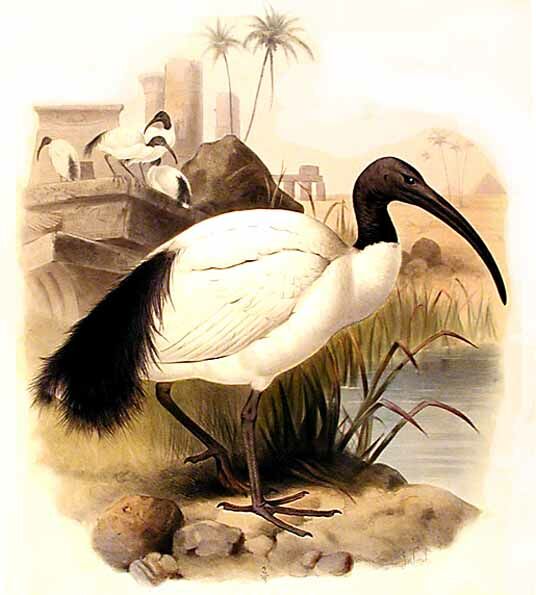 Ibis sacré