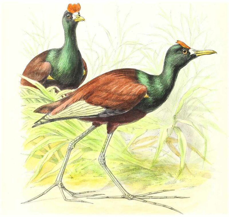 Northern Jacana