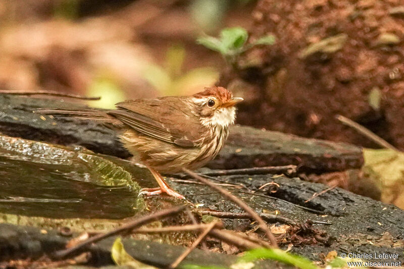 Puff-throated Babbleradult