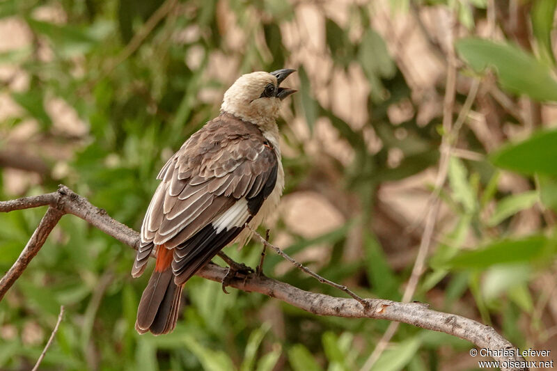 White-headed Buffalo Weaveradult, song